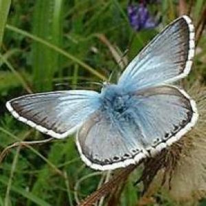 Belle Papillon Bleu