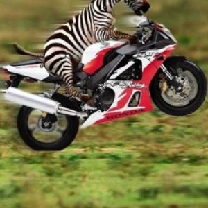 Zèbre sur une Moto