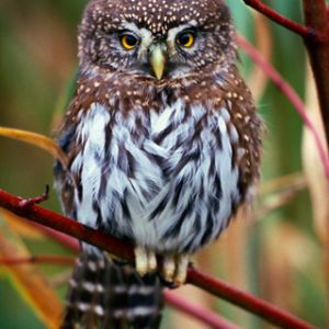 Hibou tacheté mignon