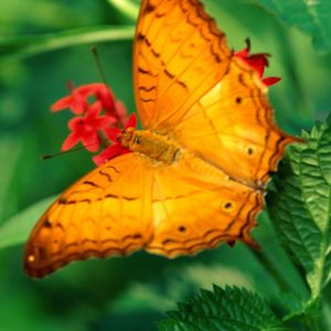 Papillon Orange Vibrant