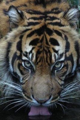 Tigre Majestueux en Gros Plan