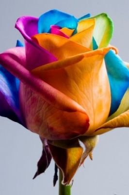 Rose Arc-en-Ciel Colorée