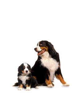 Chiens de montagne bernois