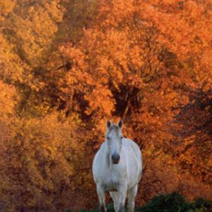 Cheval Blanc en Automne