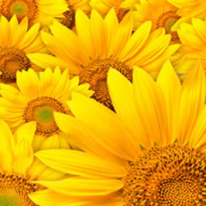 Champ de Tournesols Éclatants
