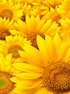 Champ de Tournesols Éclatants