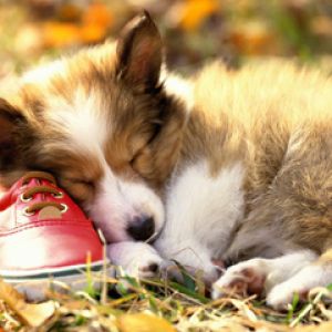 Chiot Mignon Dormant avec une Chaussure