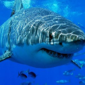 Grand Requin Blanc Sous l'Eau