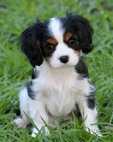 Chiot Mignon dans l'Herbe