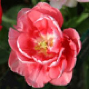 Belle fleur de tulipe rose