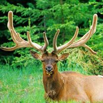 Élan Majestueux dans la Nature