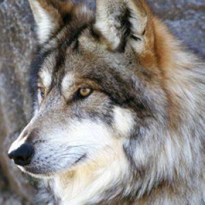 Portrait de Loup Majestueux