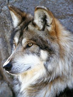 Portrait de Loup Majestueux