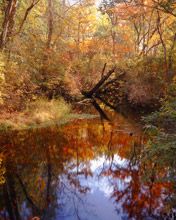 Reflet de la Forêt d'Automne