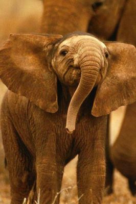 Bébé Éléphant Mignon