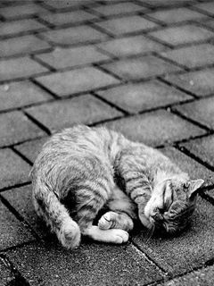 Chat Endormi Mignon
