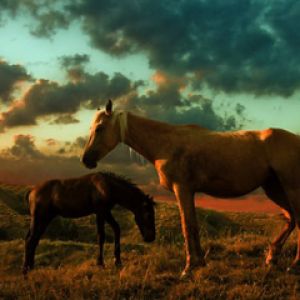 Chevaux Majestueux au Coucher de Soleil