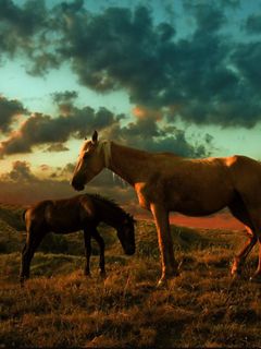 Chevaux Majestueux au Coucher de Soleil