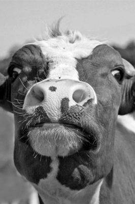 Visage de Vache Amusant