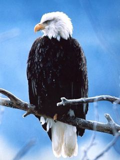 Aigle à tête blanche sur une branche