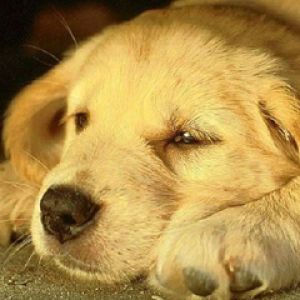 Chiot Golden Retriever Mignon
