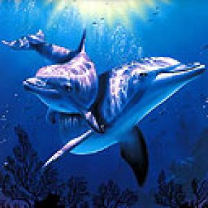 Dauphins Sous l'Eau