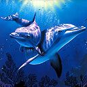 Dauphins Sous l'Eau