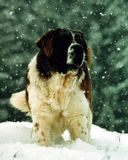 Saint-Bernard dans la neige