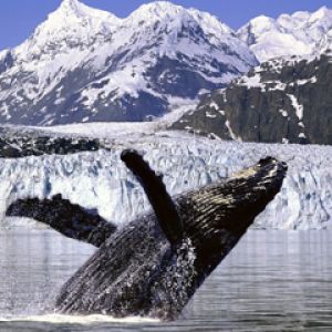 Baleine Sautant