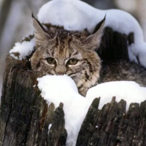 Lynx dans un paysage enneigé