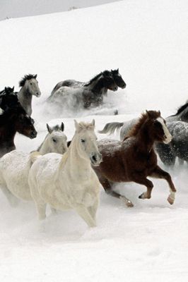 Chevaux courant dans la neige