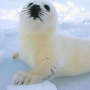 Phoque mignon sur la glace