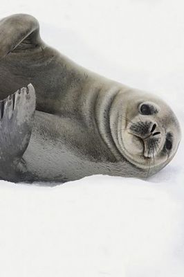 Phoque mignon sur la neige