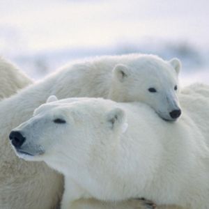 Famille d'Ours Polaires