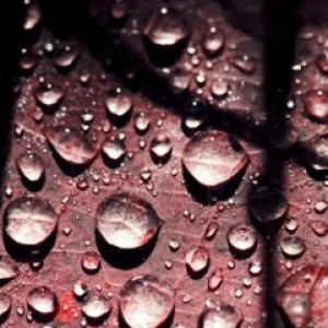 Gouttes d'eau sur une feuille