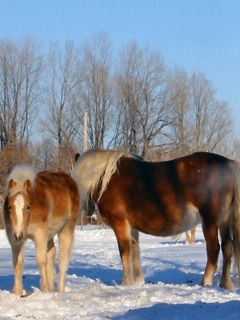 Chevaux majestueux dans la neige