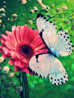 Papillon sur Fleur Rose