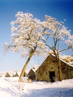 Paysage d'hiver enneigé