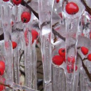 Baies Gelées dans la Glace