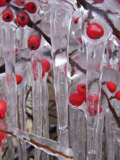 Baies Gelées dans la Glace