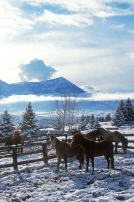 Chevaux dans un paysage d'hiver