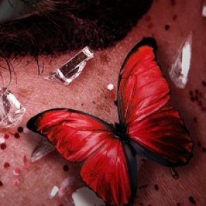Gros Plan de Papillon Rouge