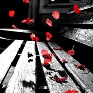 Pétales de rose tombant sur un banc
