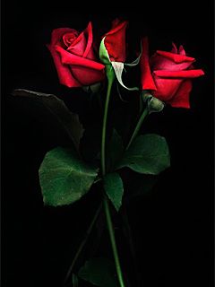 Roses Rouges sur Fond Noir