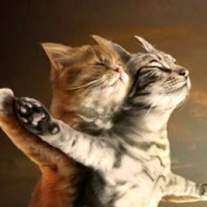 Chats Mignons S'Embrassent