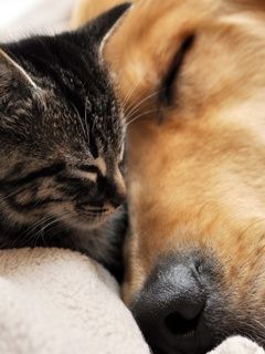 Chat et Chien Mignons Ensemble