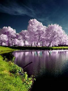 Reflet Serein de Cerisiers Roses