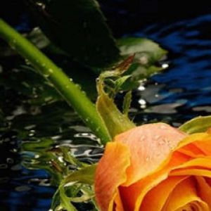 Belle Rose Orange