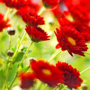 Fleurs Rouges Vives
