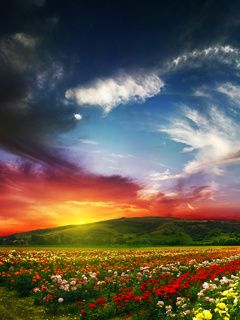 Coucher de Soleil Vibrant sur des Champs de Fleurs